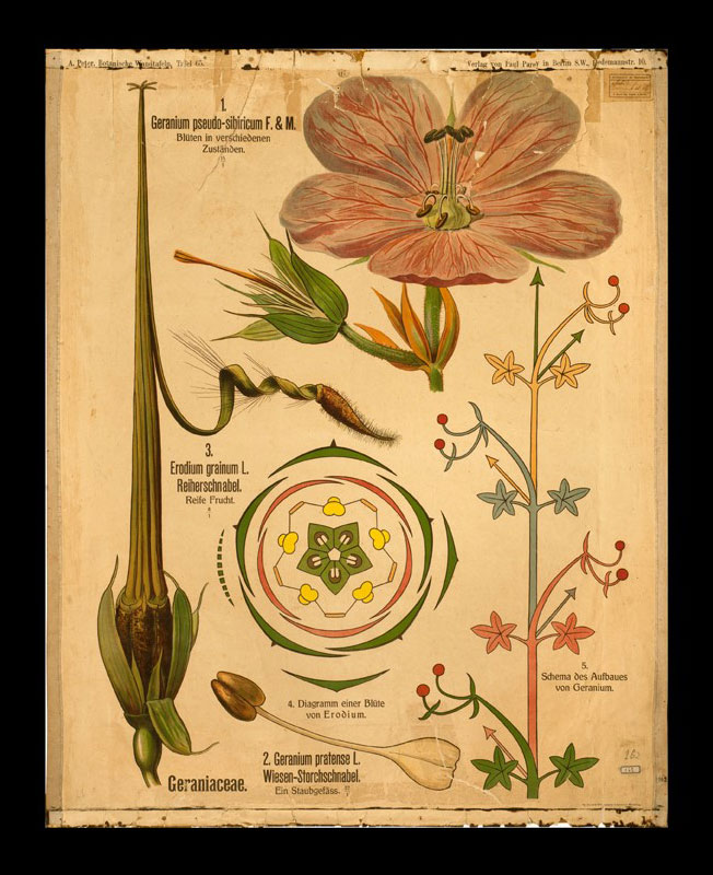 Tafel 65 Geraniaceae